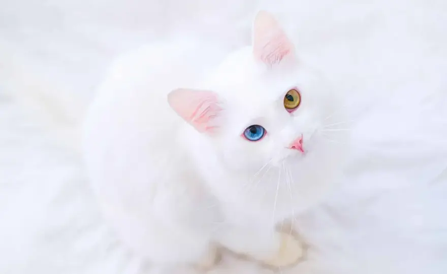 Kot albinos a biały kot - Różnice, objawy, opieka