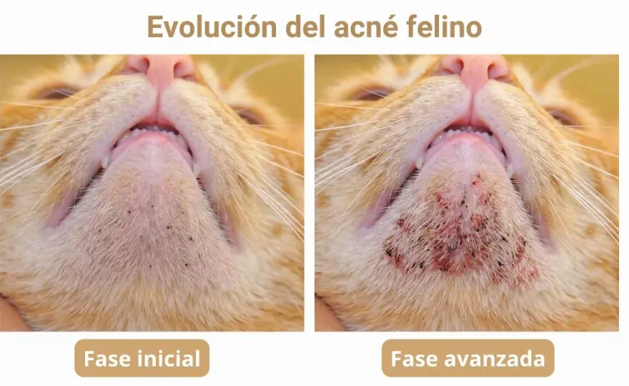 Acné felino - Qué hacer y cuándo ir al veterinario