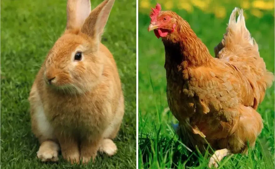 Lapin nain et poules - La vraie cohabitation est-elle possible ?