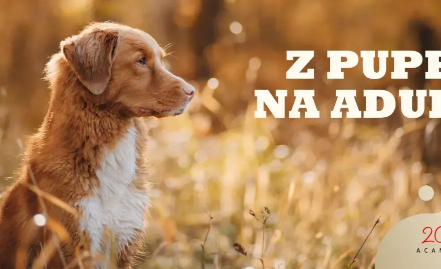 Szczeniak a karma dla dorosłych: Kiedy i jak bezpiecznie zmienić?