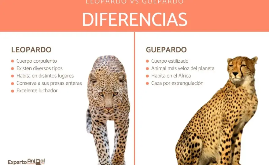 Guepardo vs. Leopardo - No los confundas más: guía definitiva
