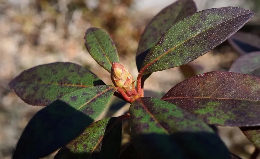 Brązowe liście rododendrona - 7 przyczyn i ratunek krok po kroku