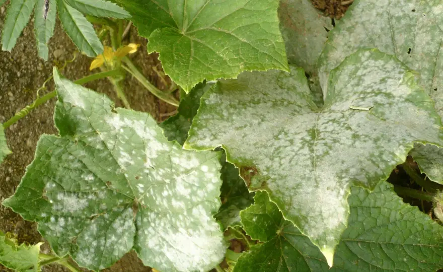 Malattie delle foglie del cetriolo - sintomi e rimedi