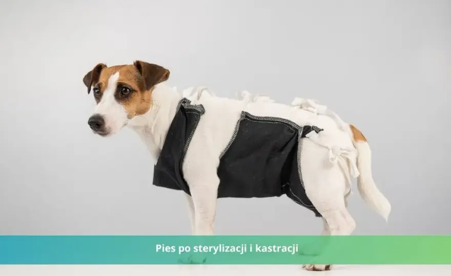 Jak długo goi się rana po kastracji psa? Proces gojenia i opieka