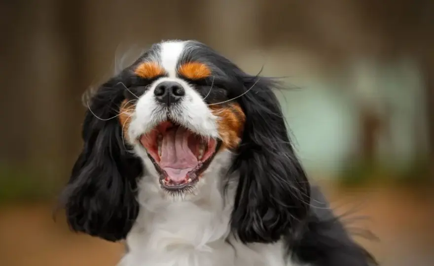 Pies cavalier king charles spaniel czarny podpalany - cechy i charakterystyka