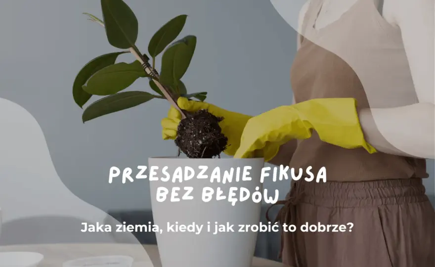 Przesadzanie fikusa - jak to zrobić, by nie stracił liści?