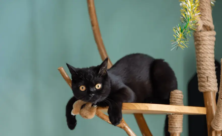 Arbre à chat en branche - Le guide pour un DIY stable et sain