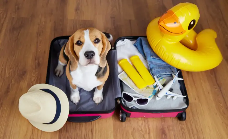Podróż z psem - Jak rozpoznać ofertę dog friendly i uniknąć błędów?