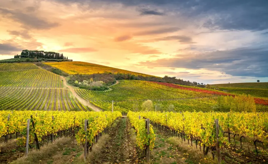 Chianti blanc - Le guide pour ne plus se tromper !