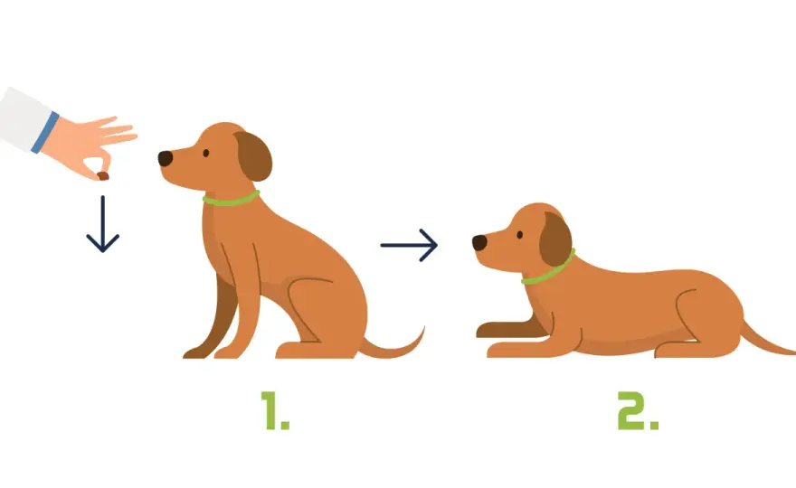 Hund Platz beibringen - so klappt das Ablegen sauber