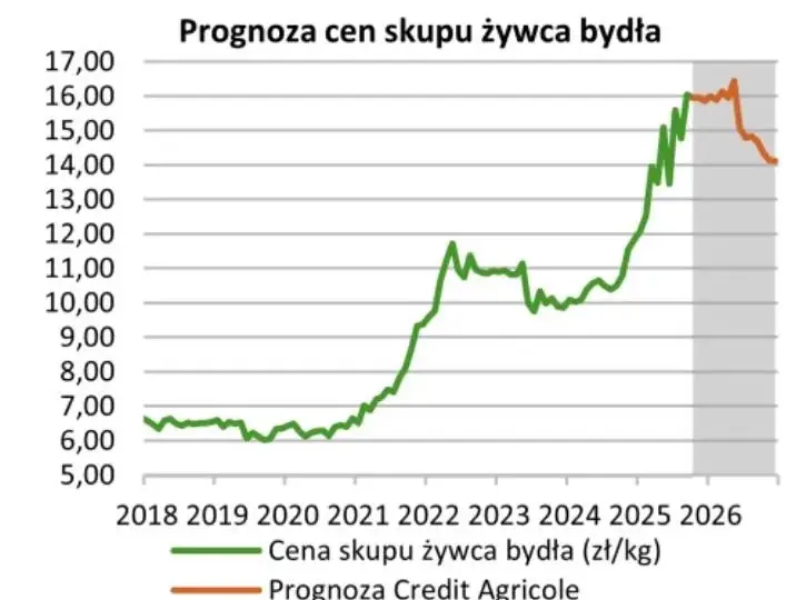 Ceny skupu byków (styczeń 2026): Zobacz, ile naprawdę możesz zyskać