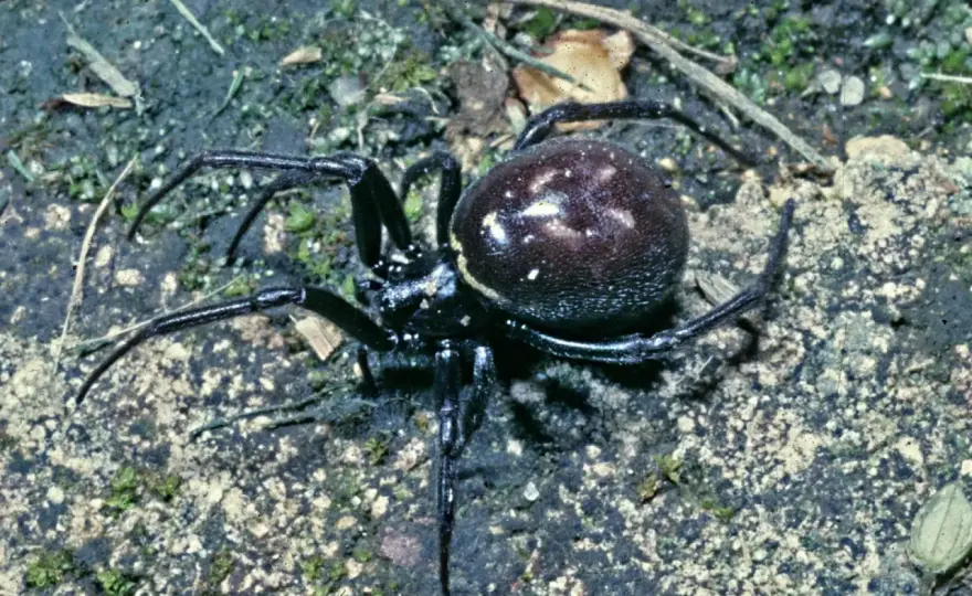 Steatoda grossa - jak rozpoznać fałszywą czarną wdowę i czy gryzie?