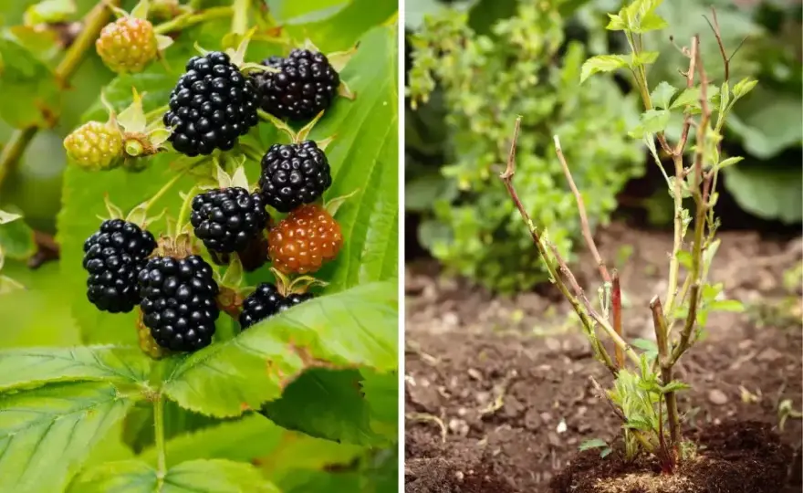 Nawóz do jeżyny bezkolcowej - sekrety obfitych plonów
