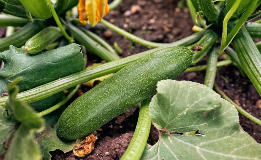 Planter des courgettes - Récoltes généreuses garanties!