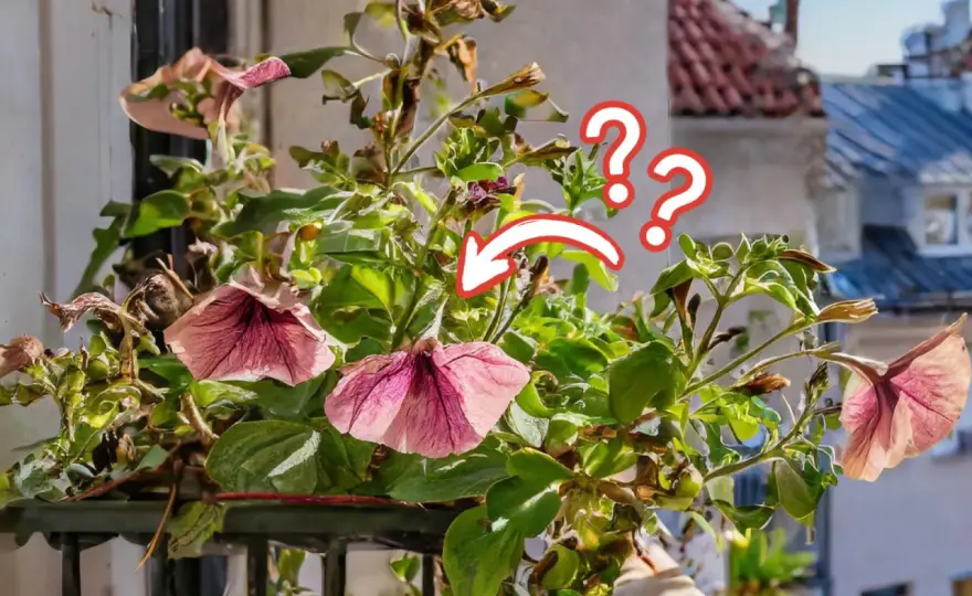 Jak uratować surfinię, gdy więdnie i nie kwitnie?