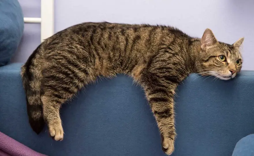 Mon chat s'ennuie - Signes et solutions efficaces