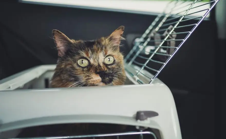 Traveling with a Cat - Your Guide to Stress-Free Journeys