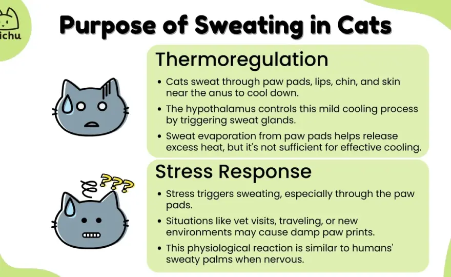 Do Cats Sweat? The Truth About Feline Cooling & Safety