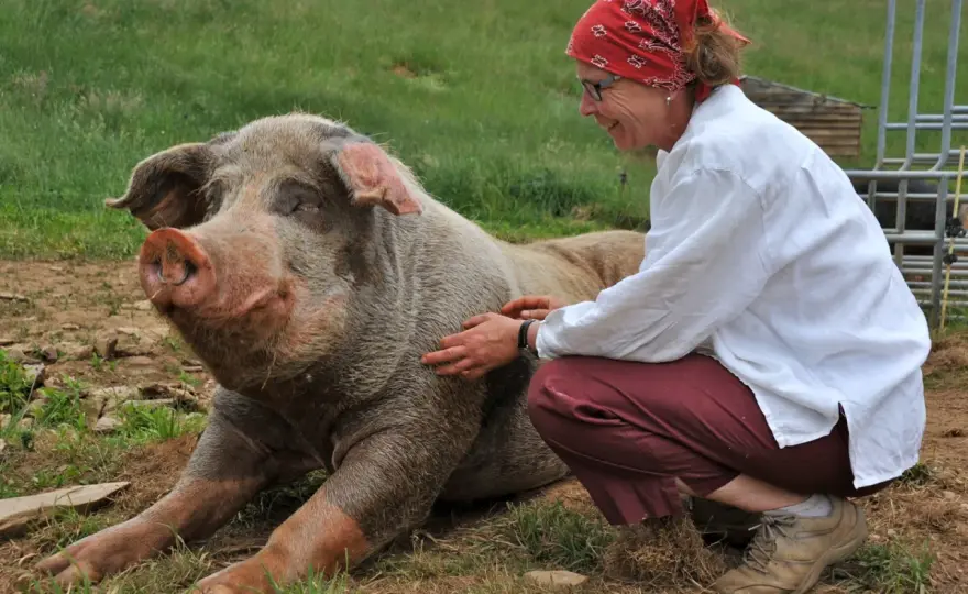 Milieu de vie du porc - Ce qui compte vraiment en élevage
