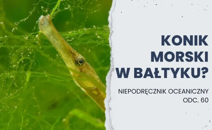 Koniki morskie w Bałtyku? Prawda i bałtycki sobowtór