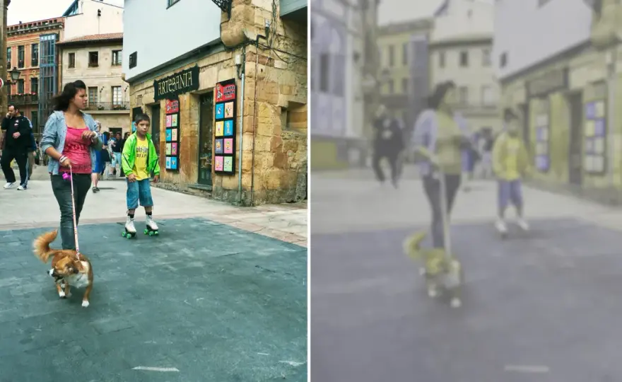 Jakie kolory widzi pies? Co wybrać do zabawy i spaceru