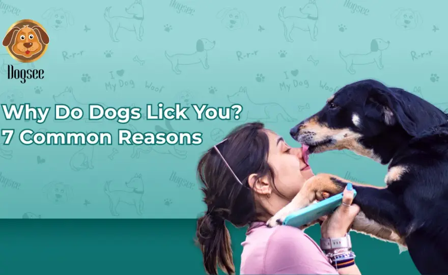 Dog Licking - Why It Happens & What To Do