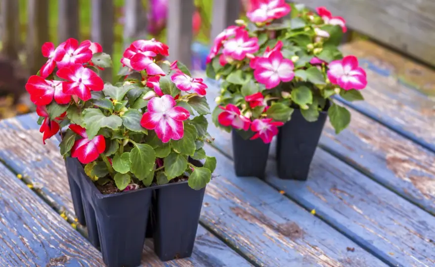 Impatiens de Guinée - quelle exposition pour bien fleurir ?
