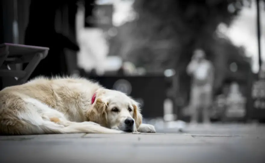 Chien en deuil - Comment l'aider vraiment sans le surstimuler?