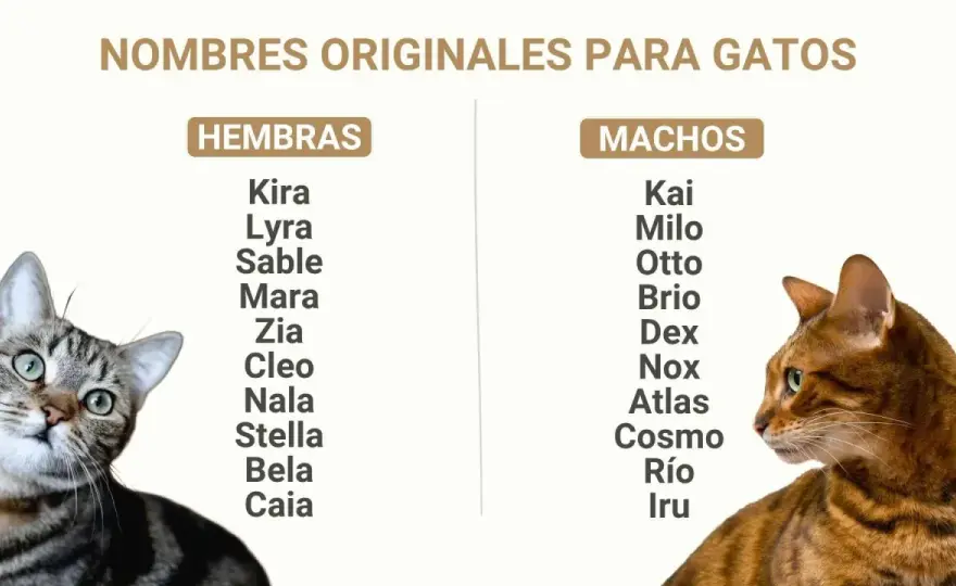 Nombre para gatos - La guía definitiva para elegir el ideal