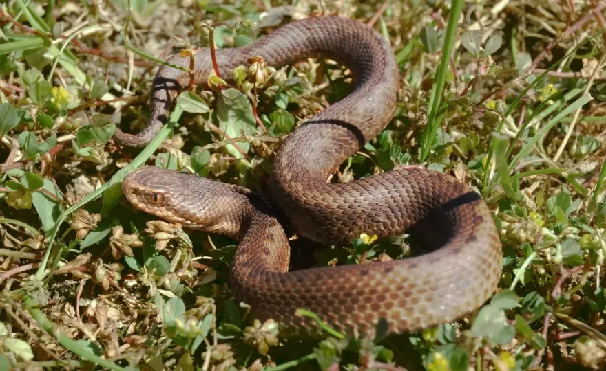 Wąż po hiszpańsku: Serpiente, culebra czy manguera?