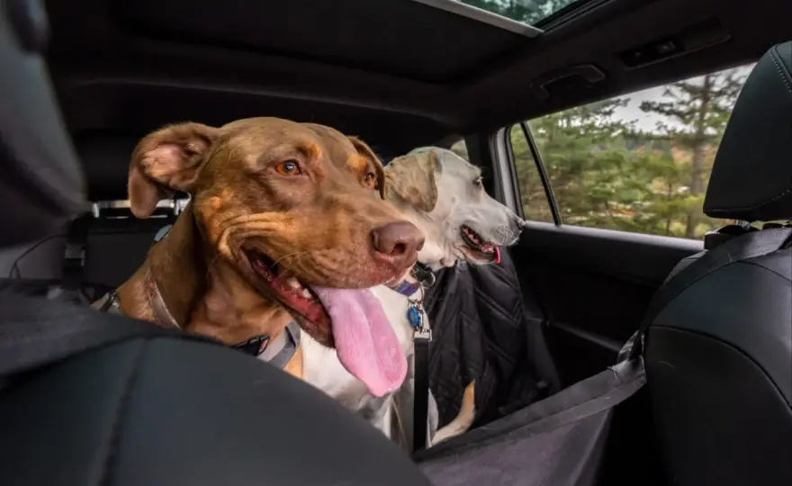 Chien stressé en voiture - Solutions pour des trajets sereins