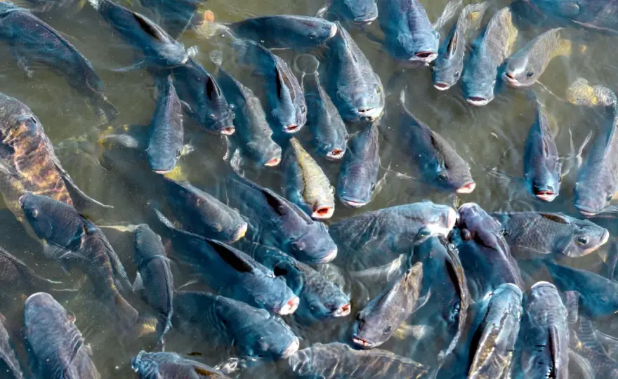 Pochodzenie ryby tilapia: naturalne środowisko i miejsca hodowli