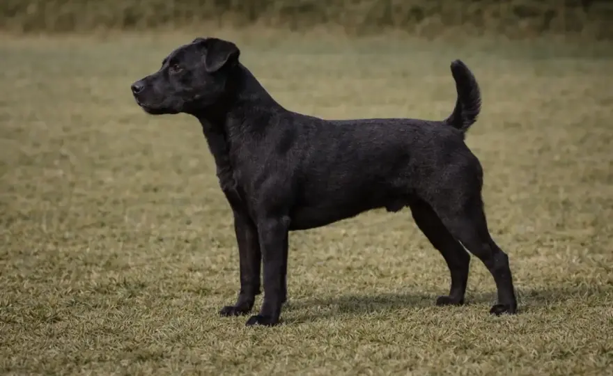 Patterdale Terrier - Charakter, Haltung und Alltag im Check