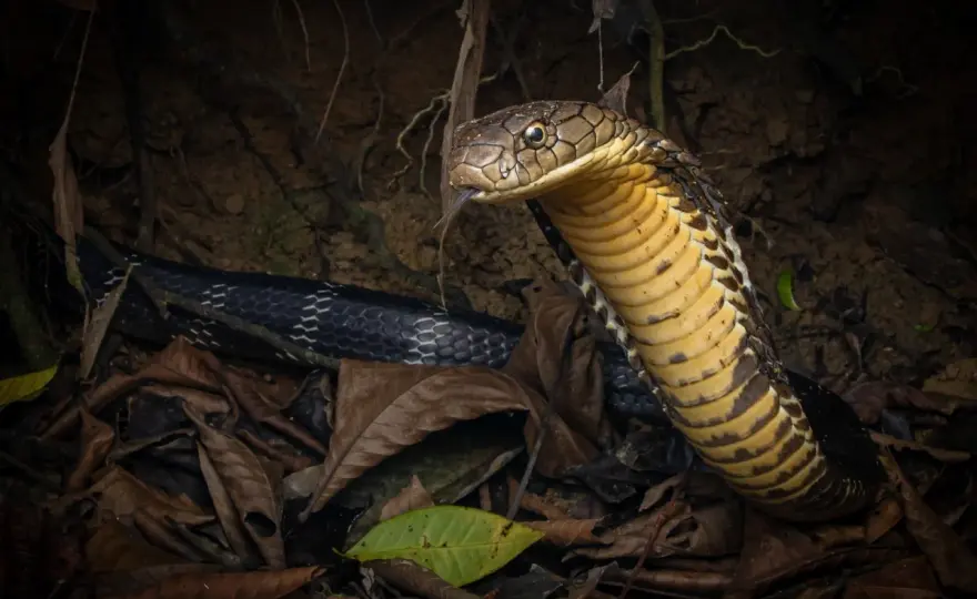 Cobra real negra - ¿mito o realidad? Descubre la verdad