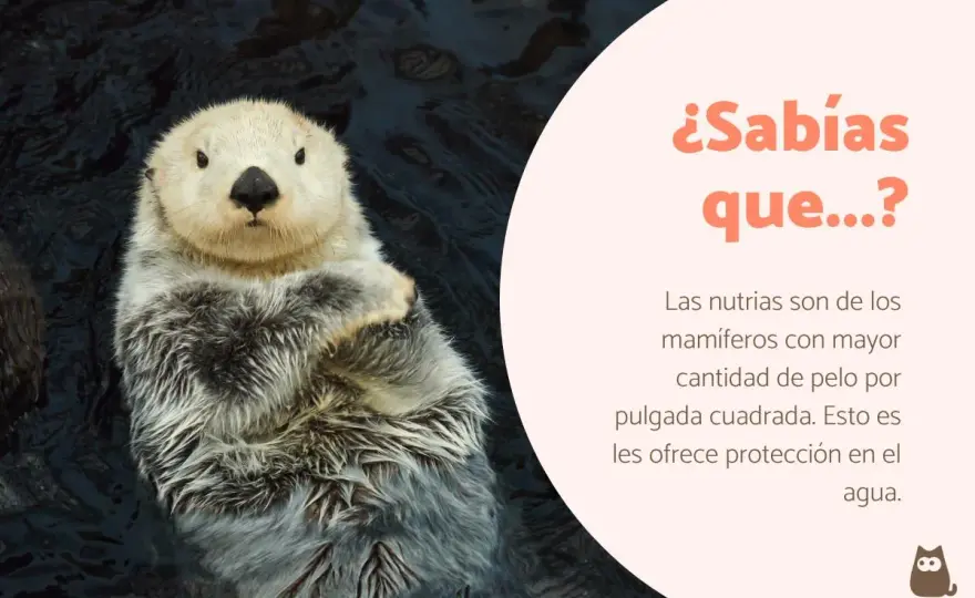 Mamíferos: Curiosidades, Adaptaciones y su Rol Crucial