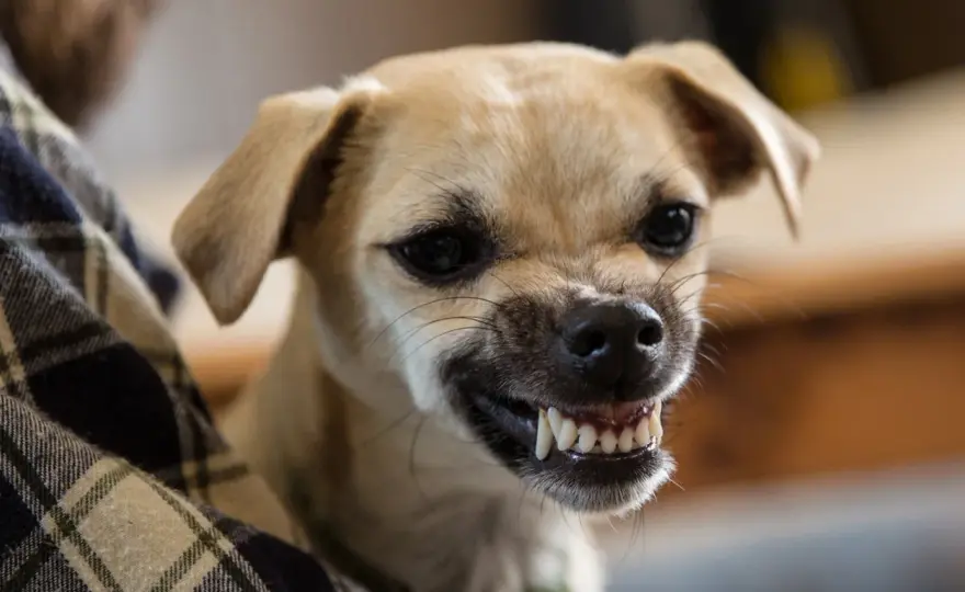 Do Dogs Smile? Read Their True Facial Expressions