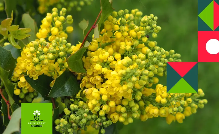 Mahonia - którą odmianę wybrać? Poradnik ogrodnika.