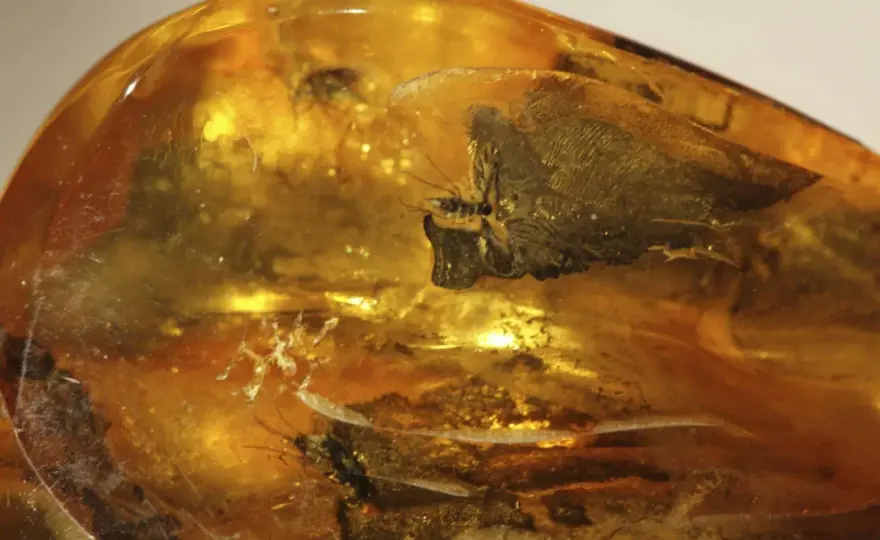 Bernstein Bedeutung - Warum das fossile Harz mehr als nur Schmuck ist