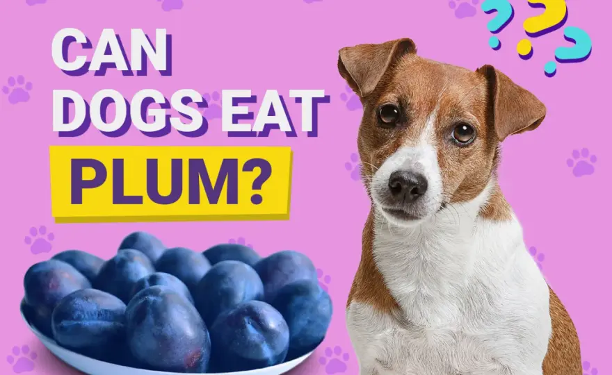 Can Dogs Eat Plums? What Vets Want You To Know