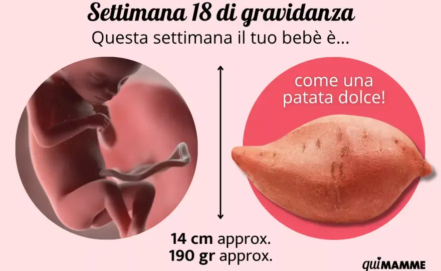 18 settimane di gravidanza - Cosa sapere e quando agire
