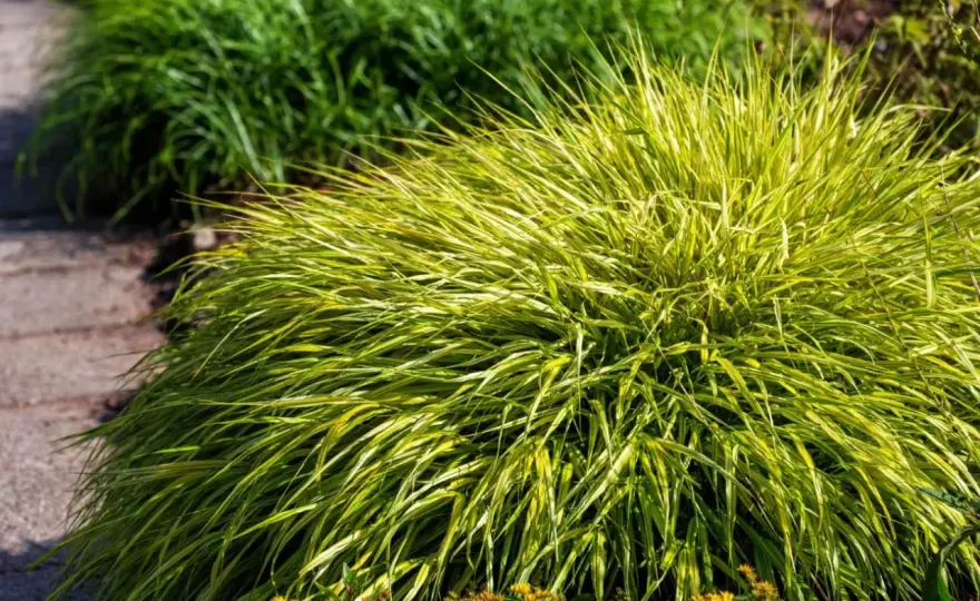 Hakonechloa - Które odmiany wybrać? Przewodnik po trawach