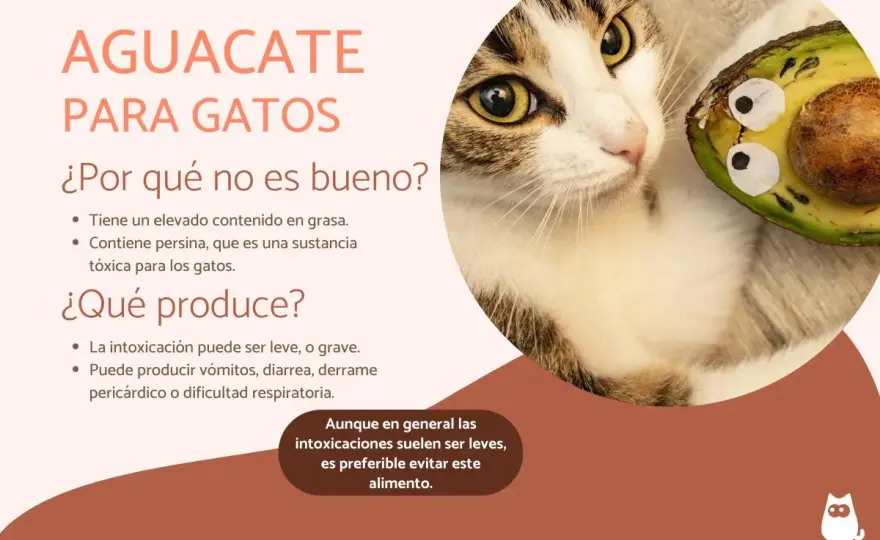 ¿Gatos pueden comer aguacate? La verdad y riesgos