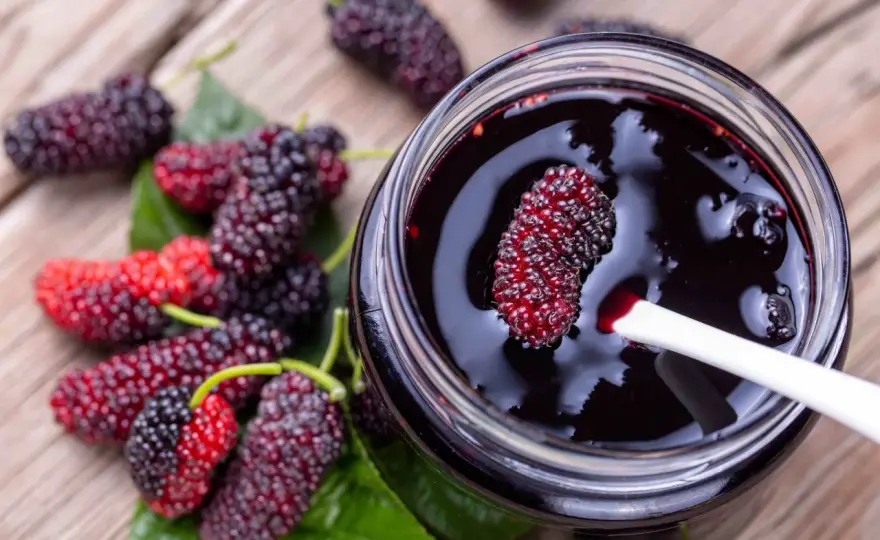 More di gelso, raccolta e coltivazione per un frutto speciale