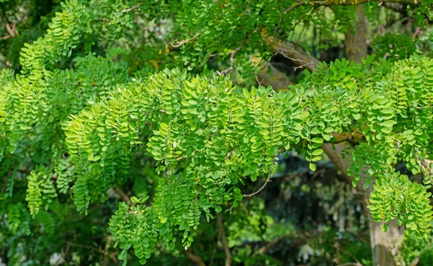 Robinia tossica - parti pericolose, sintomi e cosa fare