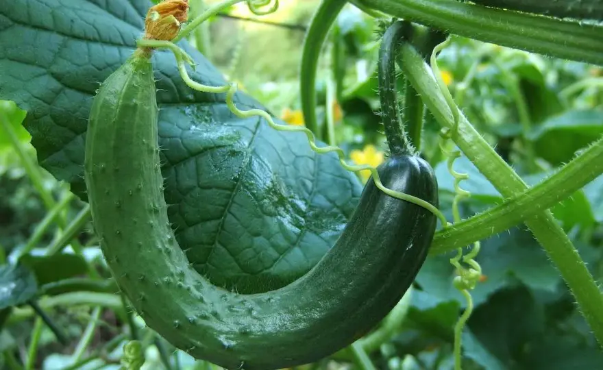 Tailler le concombre sans l'affaiblir - les bons gestes