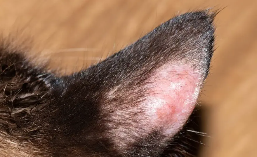 Katzenpilz bei Katzen erkennen und sicher behandeln