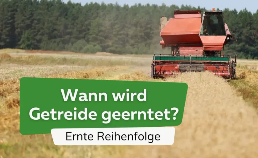 Wann wird Getreide geerntet? Erntefenster & Planung
