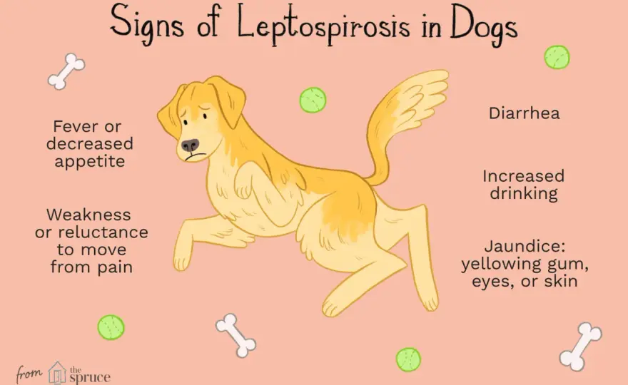 Leptospirosis in Dogs - Early Signs, Treatment & Prevention