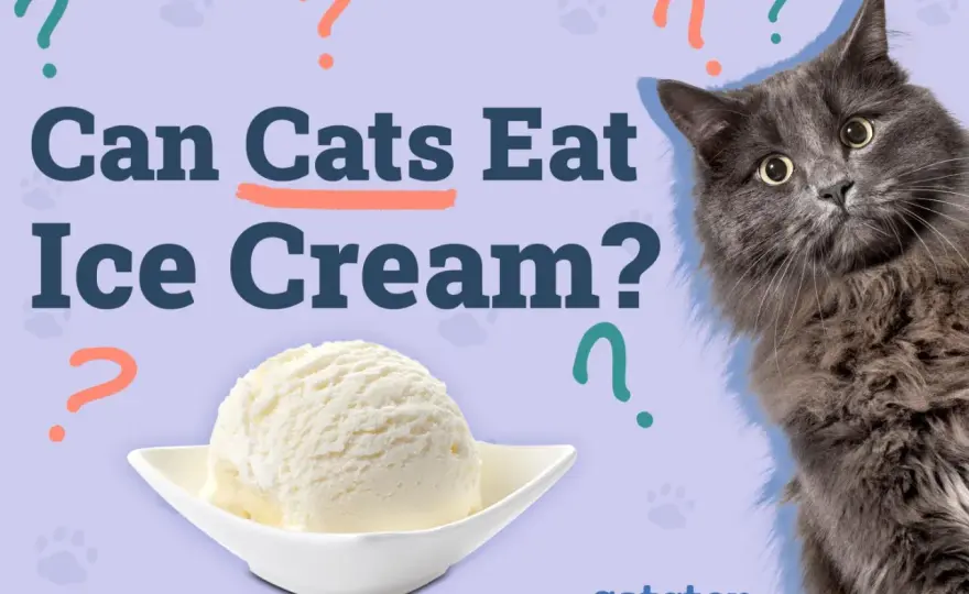 Is Ice Cream Bad for Cats? Risks & Safe Treats Revealed
