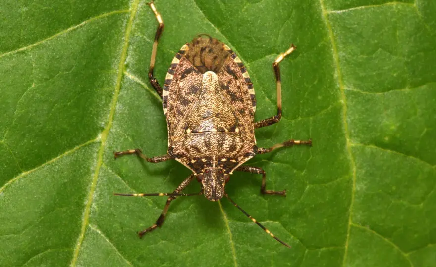 Cimice asiatica, come riconoscerla e difendere piante e casa